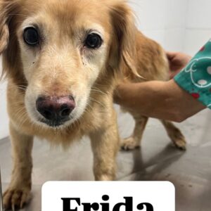 Frida