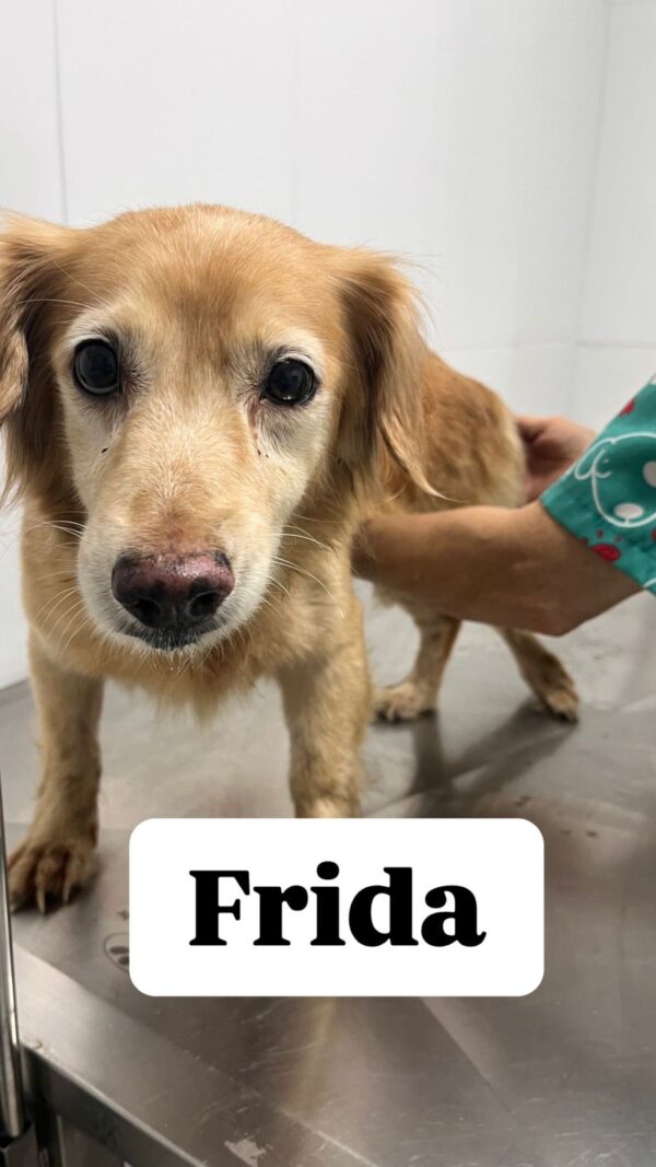 Frida
