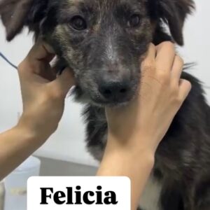 Felícia