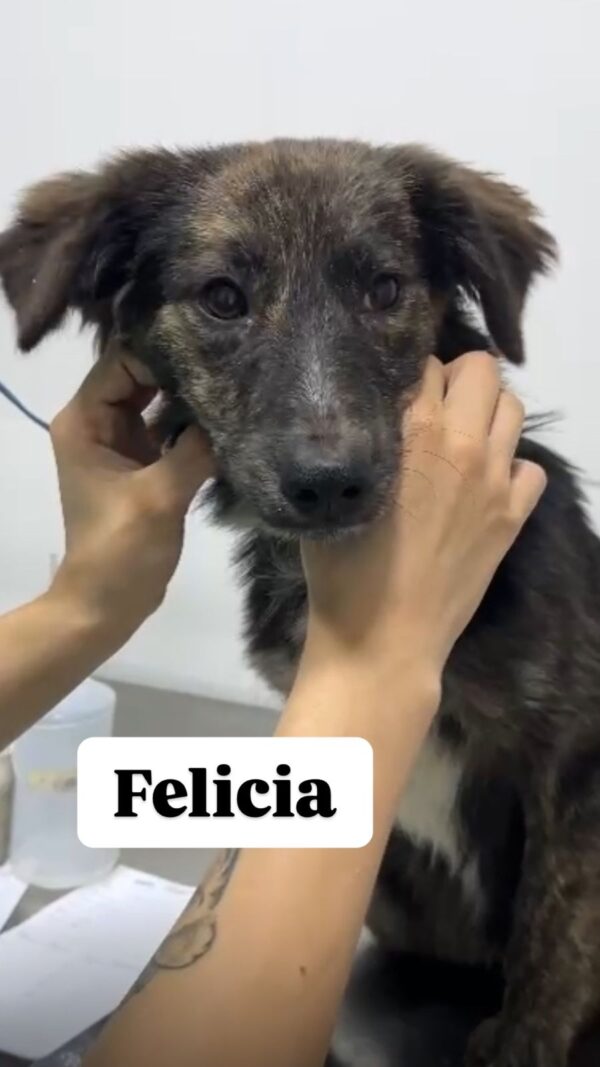 Felícia