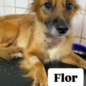 Flor