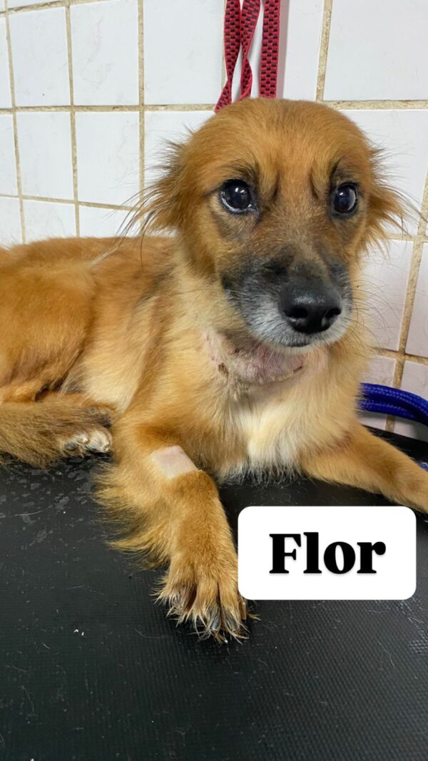 Flor