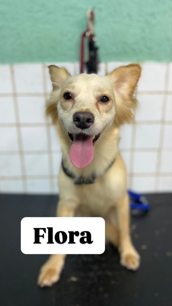 Flora