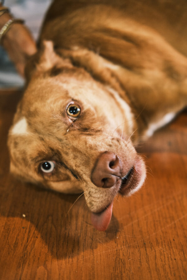 Maicon - Image 2