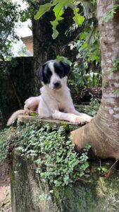 Marley