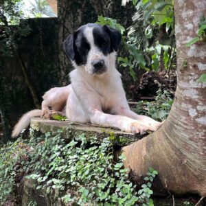 Marley