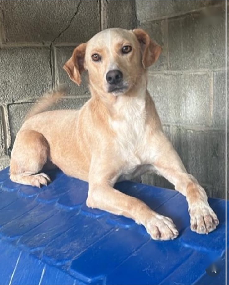 Rodolfo